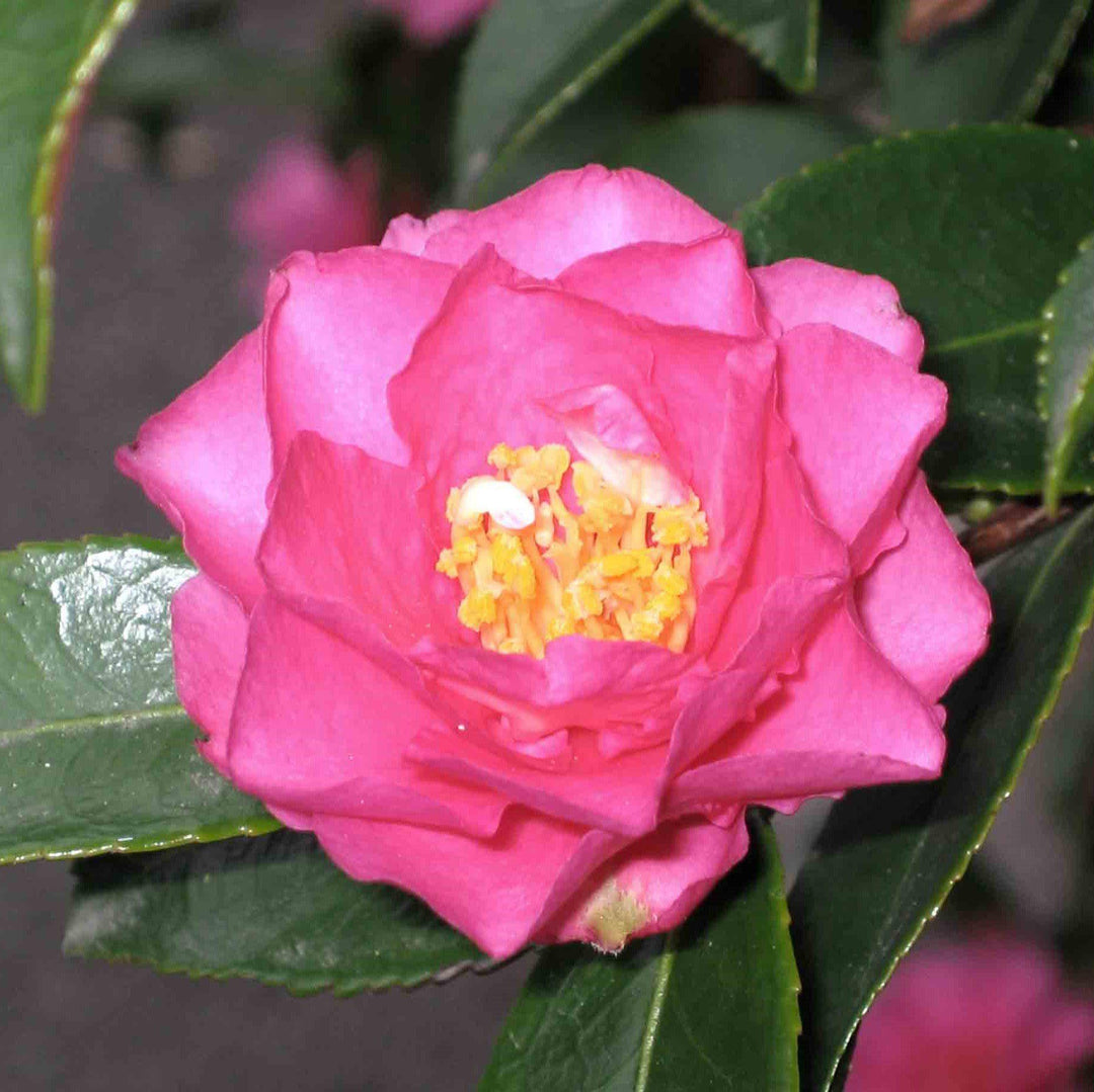 Camelia sasanqua 'Shishi Gashira' ~ Shishi Gashira Camelia