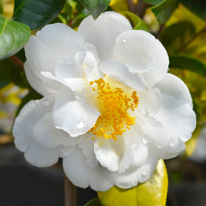 Camellia japonica 'White Empress' ~ White Empress Camellia