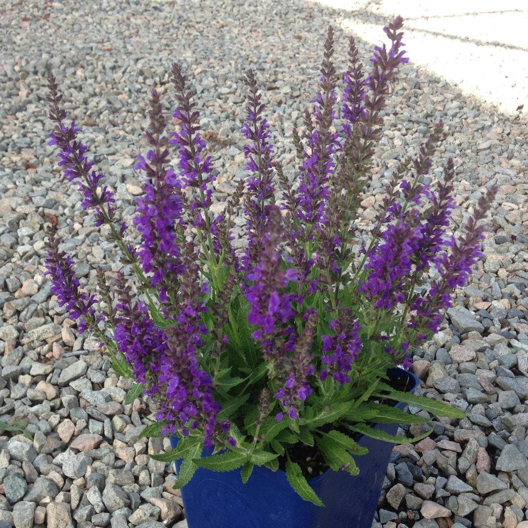 Salvia nemorosa 'Haeumanarc' ~ Marcus® Meadow Sage