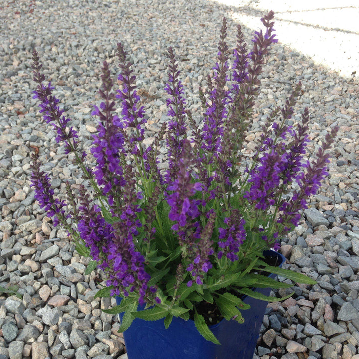 Salvia nemorosa 'Haeumanarc' ~ Marcus® Meadow Sage