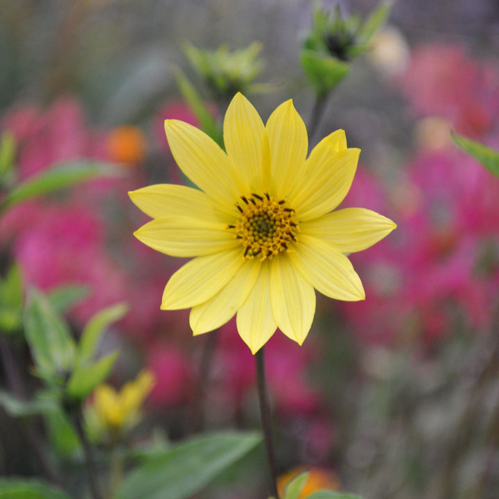 Helianthus annuus 'Lemon Queen' ~ Lemon Queen Sunflower