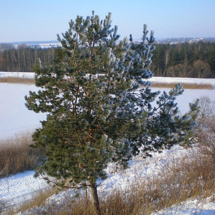 Pinus sylvestris ~ Scotch Pine