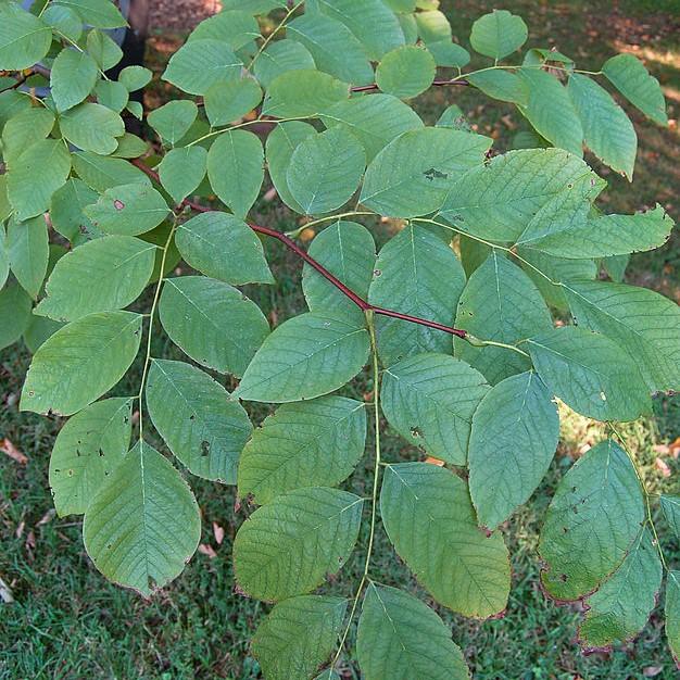 Cladrastis kentukea ~ American Yellowwood