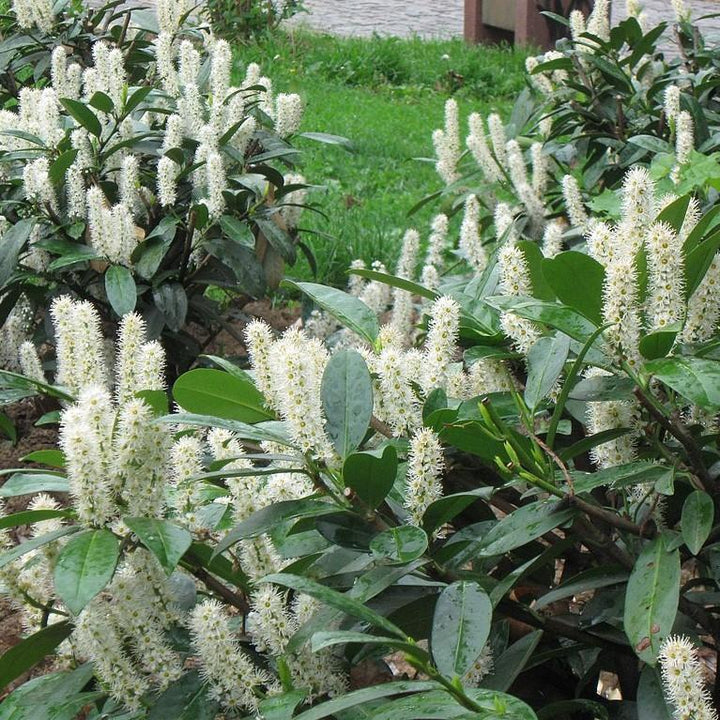 Prunus laurocerasus 'Nana' ~ Laurel inglés enano