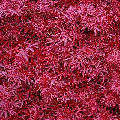 Acer palmatum 'Shaina' ~ Shaina Japanese Maple