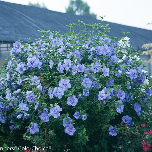 Hibiscus syriacus 'Notwood three' ~ Hibisco azul Chiffon®