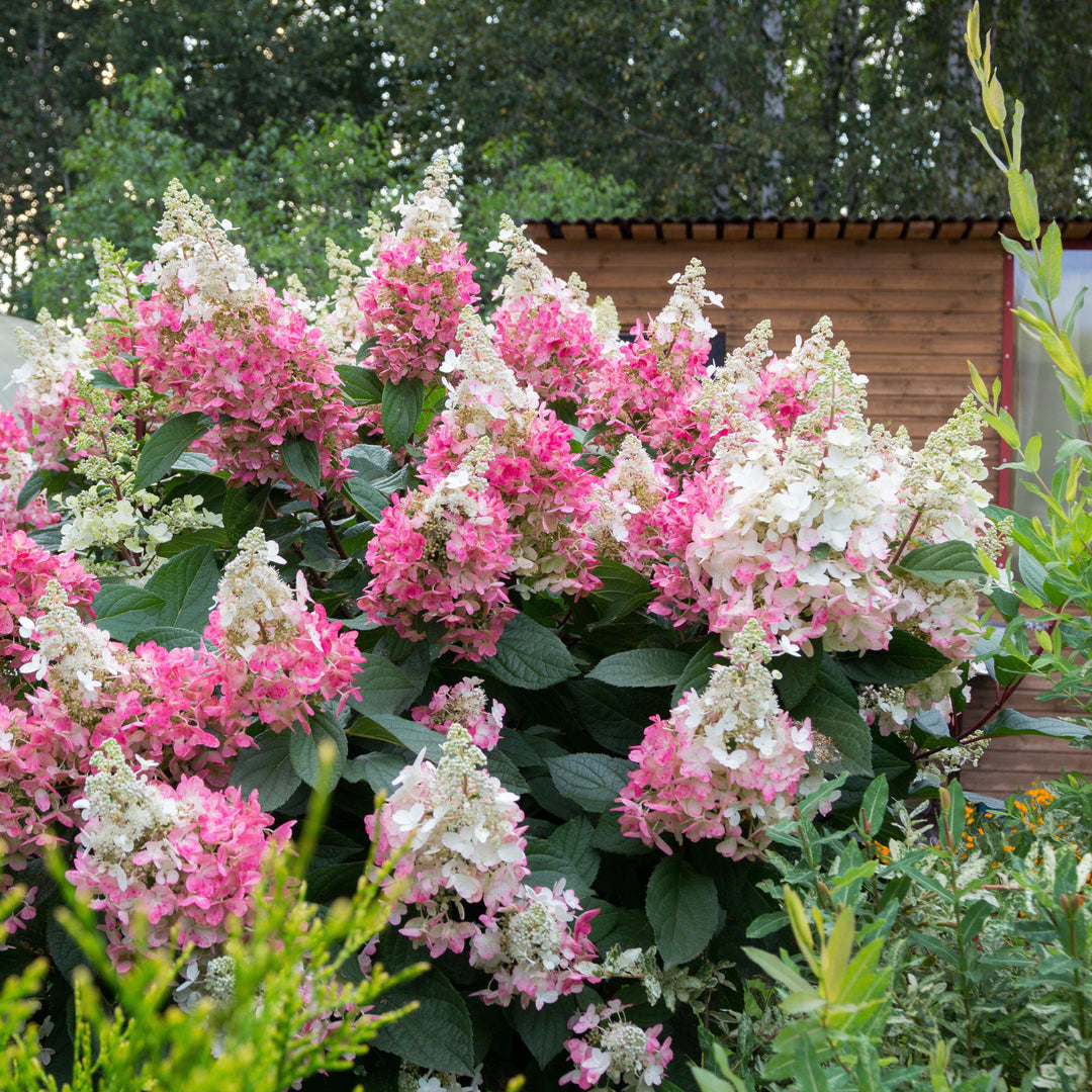 Hortensia paniculata 'Renhy' ~ Hortensia First Editions® Vanilla Strawberry™