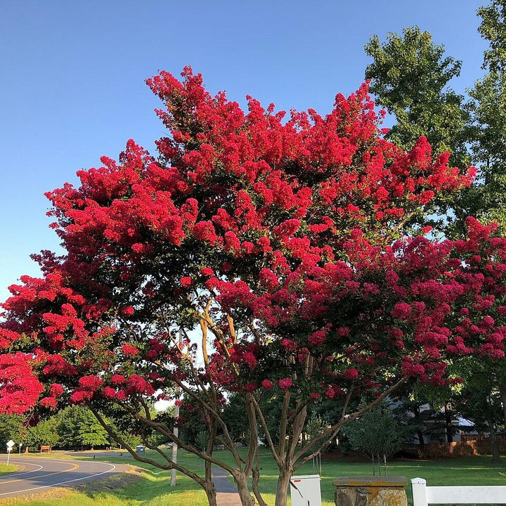 Lagerstroemia x 'JM1' ~ Colorama™ Mirto escarlata