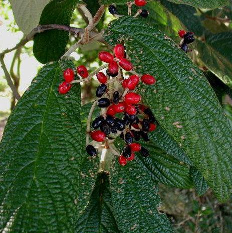 Viburnum rhytidophyllum ~ Leatherleaf Viburnum