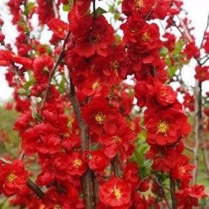 Chaenomeles speciosa 'Scarlet Storm' USPP 20,951 ~ PW® Double Take™ Membrillo de floración escarlata