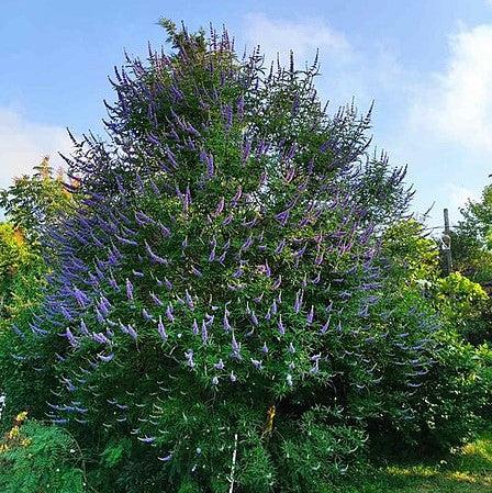 Vitex agnus-castus 'Shoal Creek' ~ Árbol casto de Shoal Creek