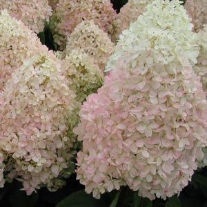 Hydrangea paniculata 'Bokrathirteen' ~ Hortensia dulce de verano