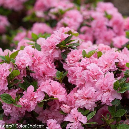 Rhododendron x 'RLH1-2P8' ~ Azalea rosa con doble floración Bloom-A-Thon®