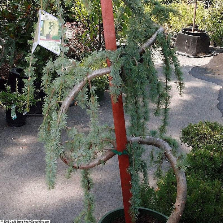 Cedrus atlantica 'Glauca Pendula' ~ Weeping Blue Atlas Cedar