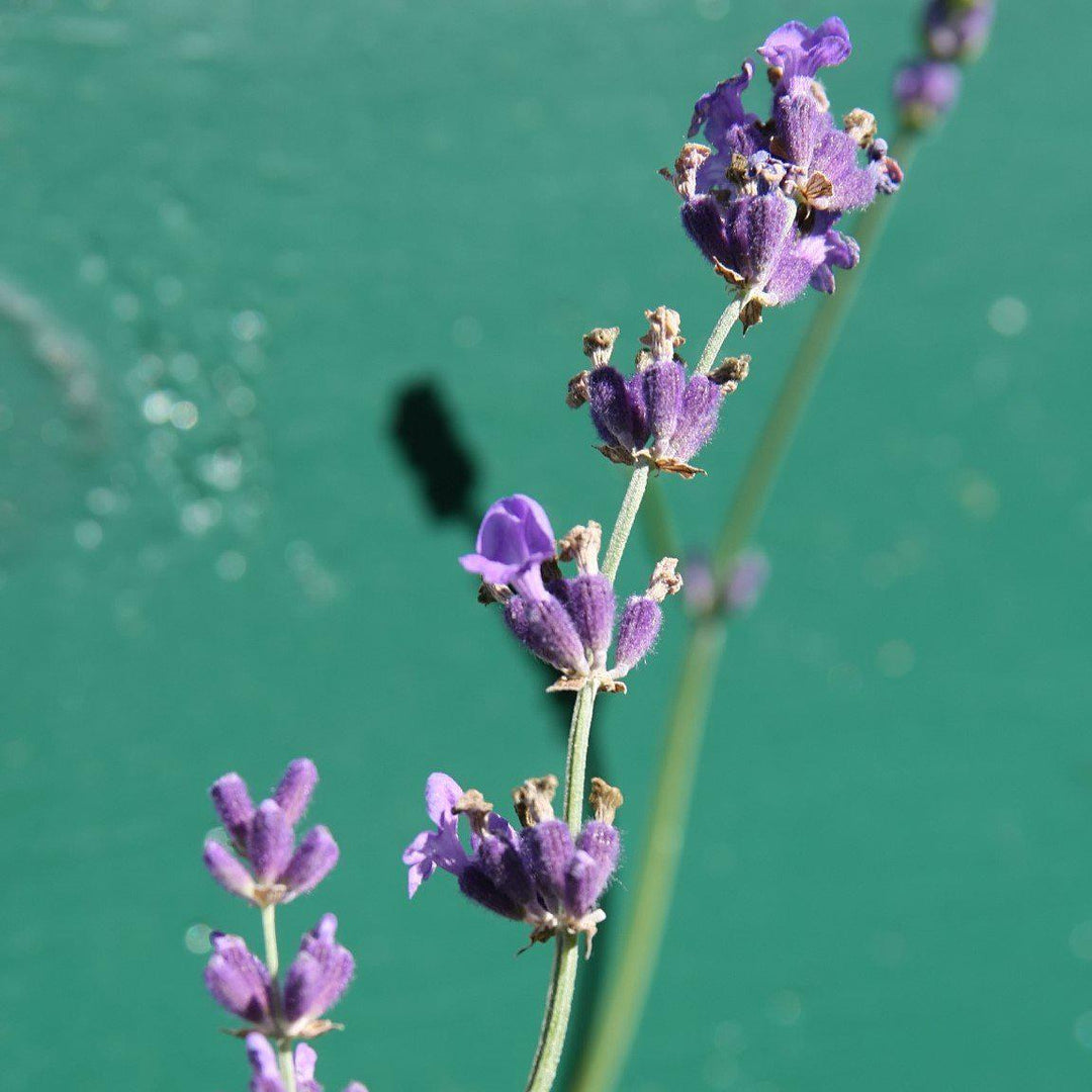 Lavandula angustifolia 'Munstead' ~ Munstead English Lavender