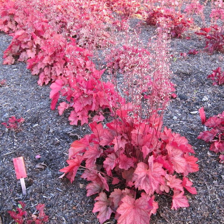 Heuchera 'Carnival Watermelon' ~ Carnival™ Watermelon Coral Bells