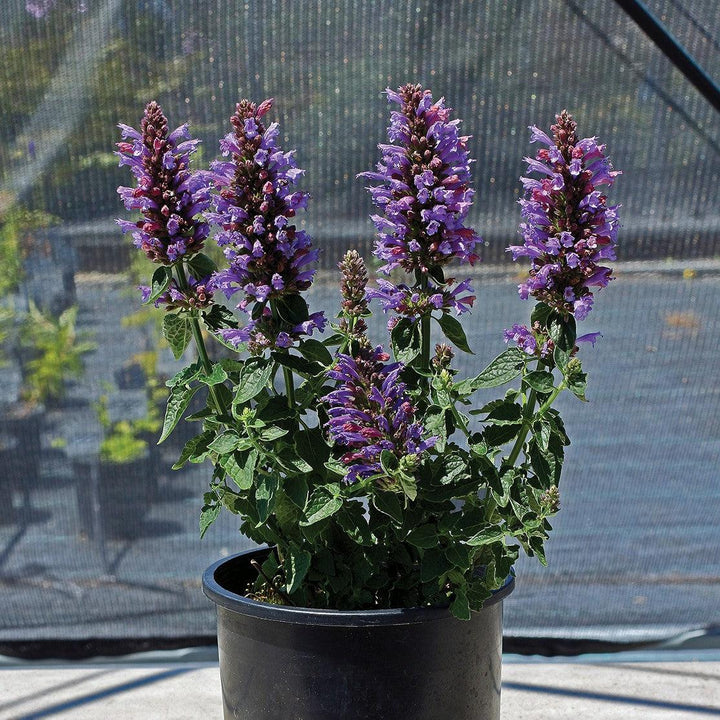 Agastache 'TNAGAPDB’ ~  Poquito™ Dark Blue Hyssop