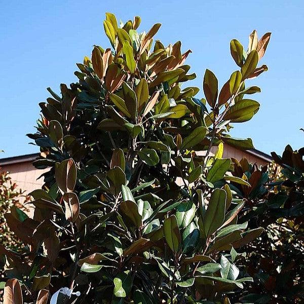 Magnolia grandiflora 'Edith Bogue' ~ ​​Edith Bogue Magnolia del Sur