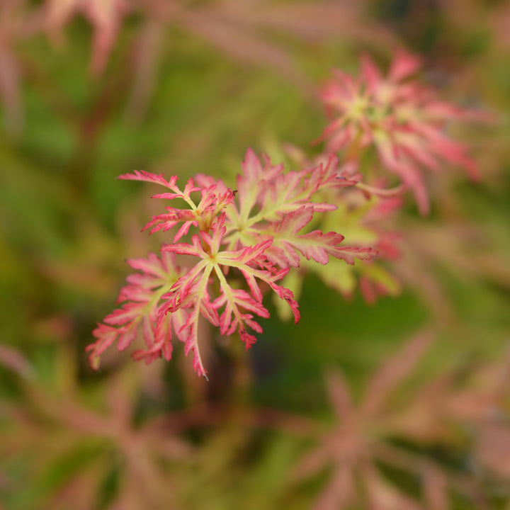 Acer palmatum 'Seiryu' ~ Seiryu Japanese Maple