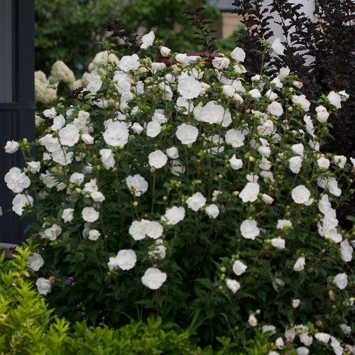 Hibiscus syriacus 'Notwoodtwo' ~ White Chiffon® Rose of Sharon