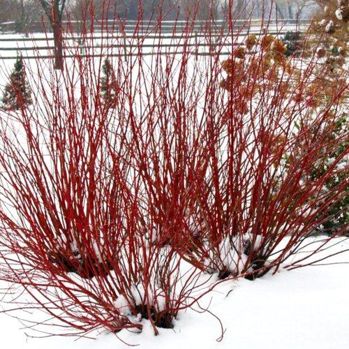 Cornus stolonifera 'Farrow' ~ Arctic Fire® Cornejo de ramita roja