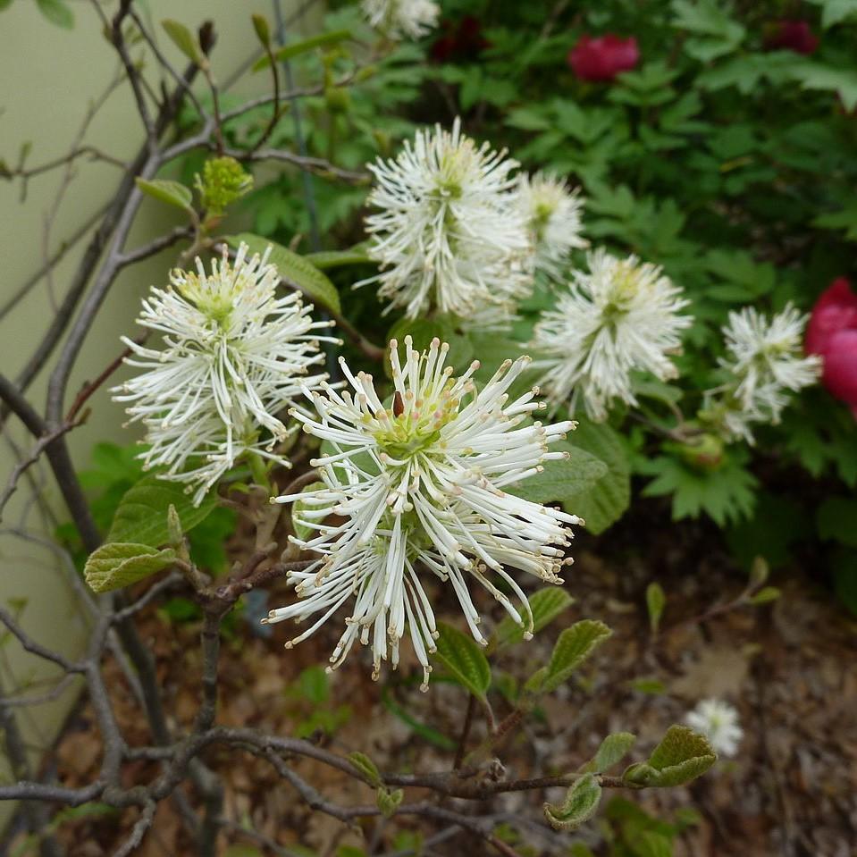 Fothergilla gardenii ~ Fothergilla