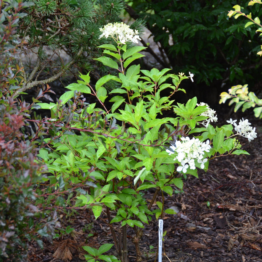 Hortensia paniculata 'Phantom' ~ Hortensia Tidal Wave™