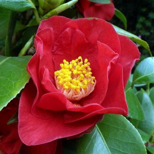 Camellia japonica 'Rojo de Greensboro' ~ Camelia roja de Greensboro