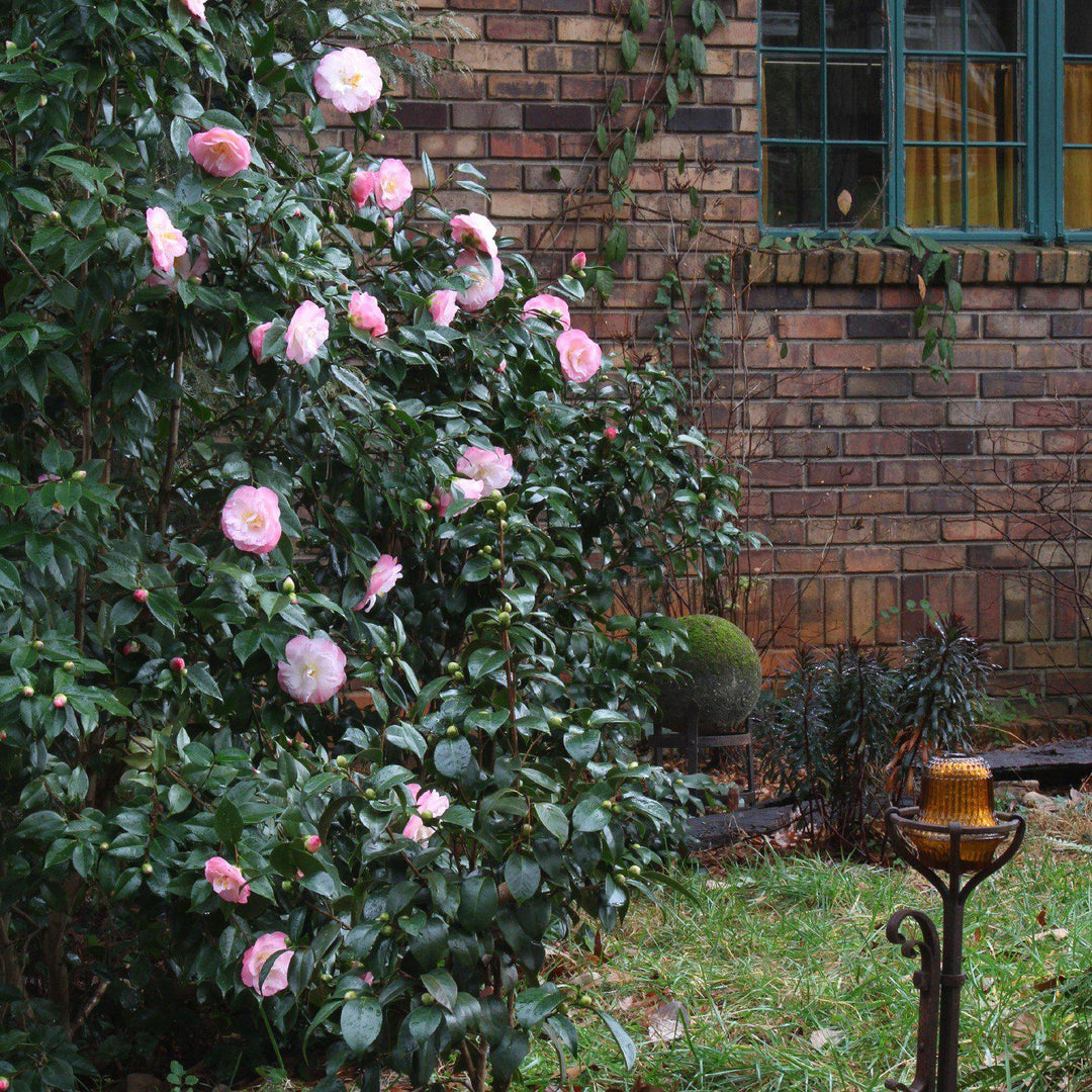 Camellia japonica 'Recordado de abril' ~ Recordado de abril Ice Angels® Camellia