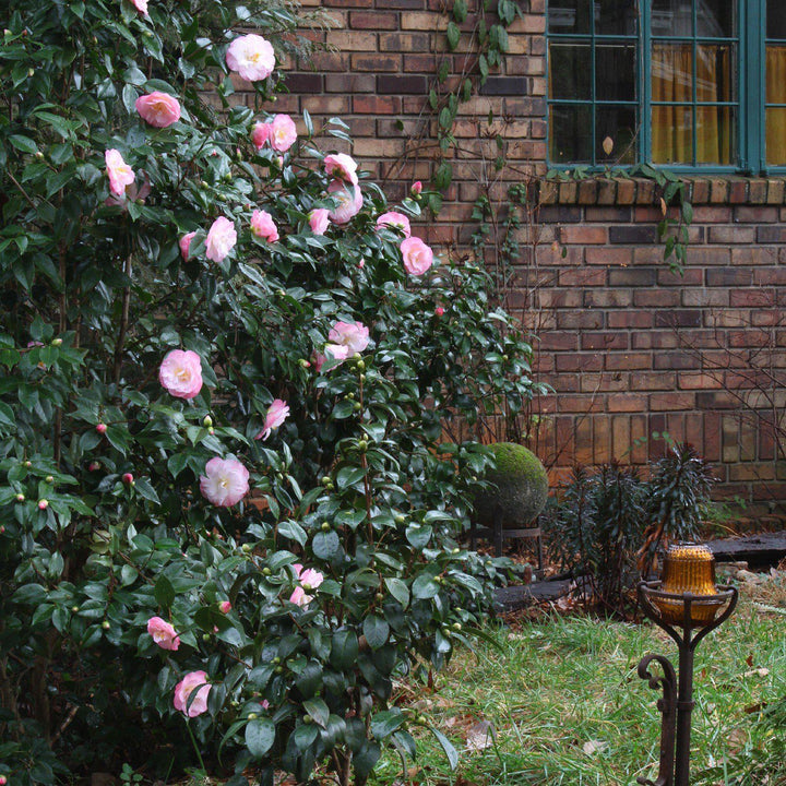 Camellia japonica 'Recordado de abril' ~ Recordado de abril Ice Angels® Camellia