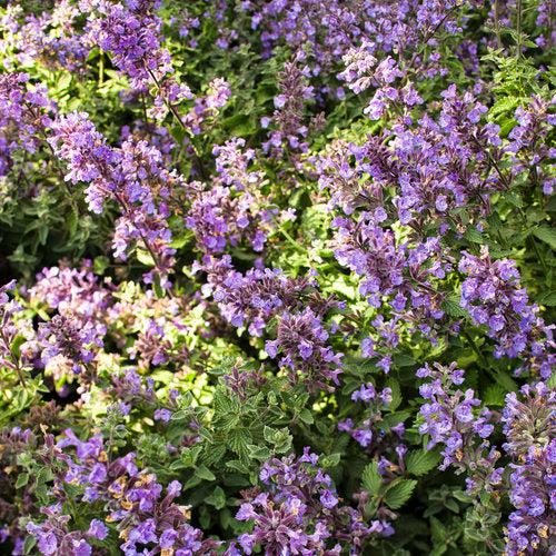Nepeta faassenii 'Cat's Meow' ~ Cat's Meow Catmint