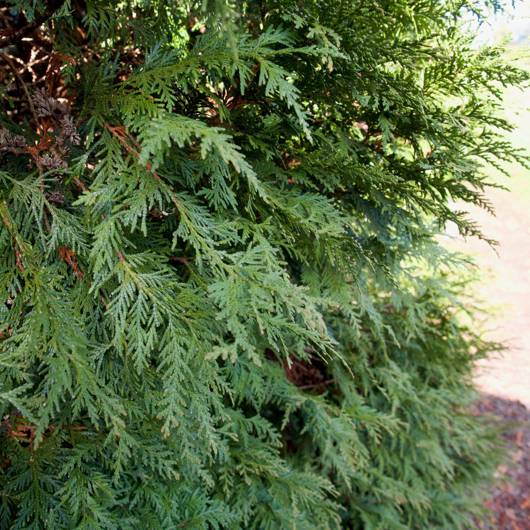 Thuja occidentalis 'Hetz Wintergreen' ~ Hetz Wintergreen Arborvitae