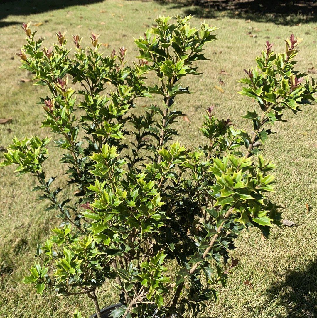 Osmanthus heterophyllus 'sPg-3-021' ~ Party Lights False Holly