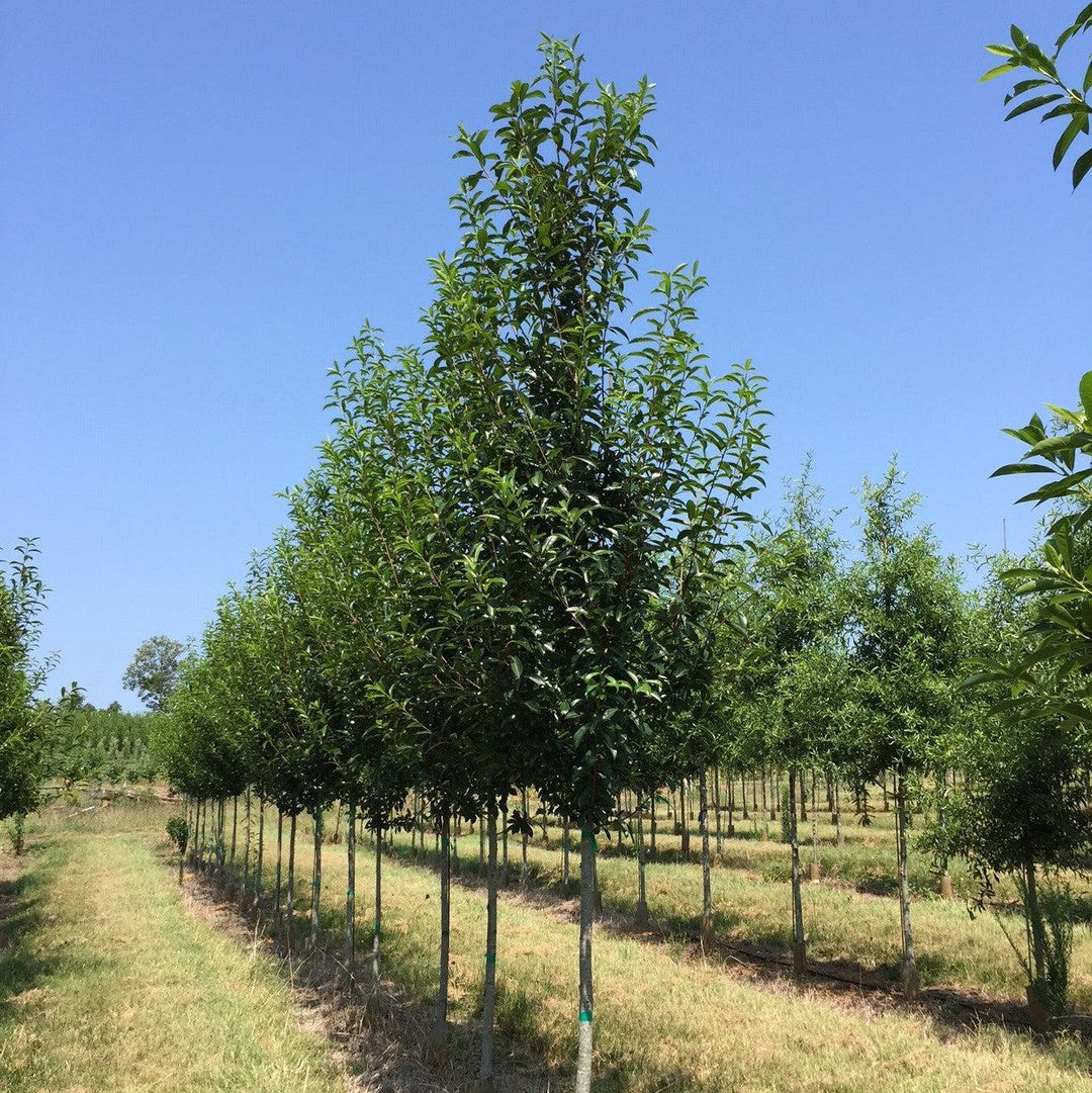 Nyssa sylvatica 'NSMTF’ ~ Red Splyndor™ Black Gum