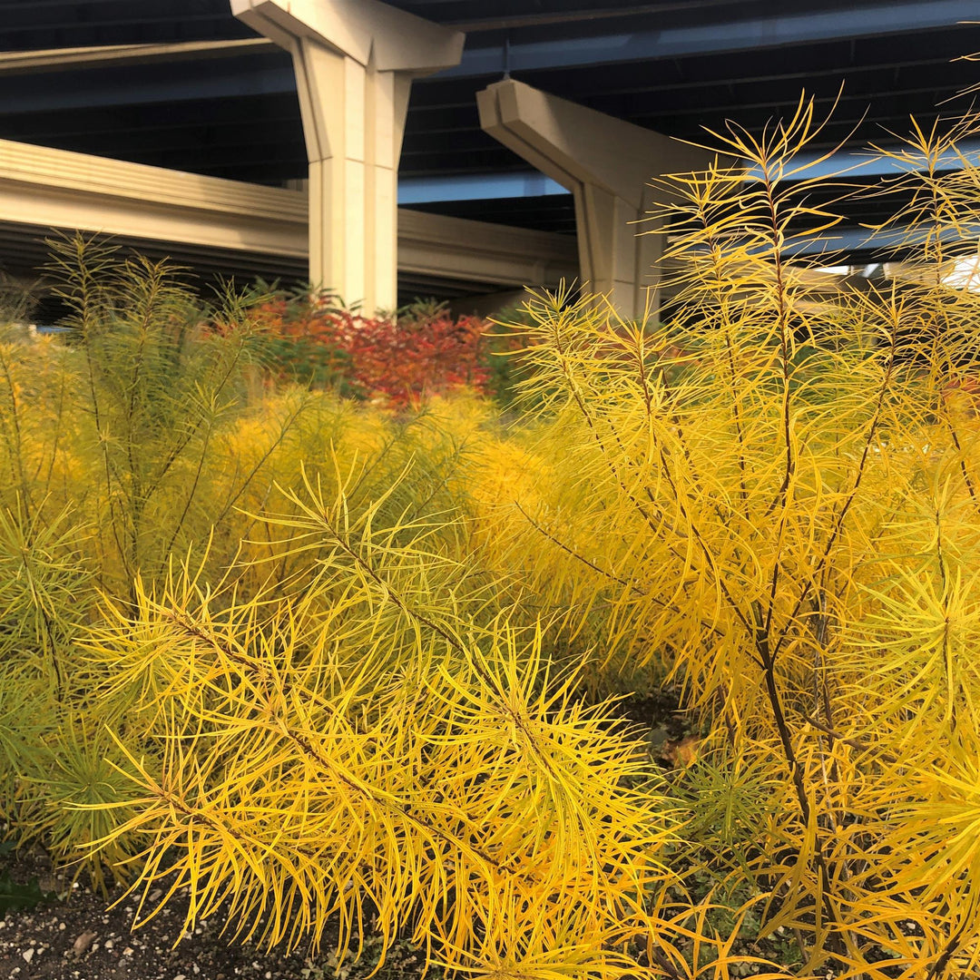 Amsonia x 'Butterscotch' ~ Butterscotch Blue Star