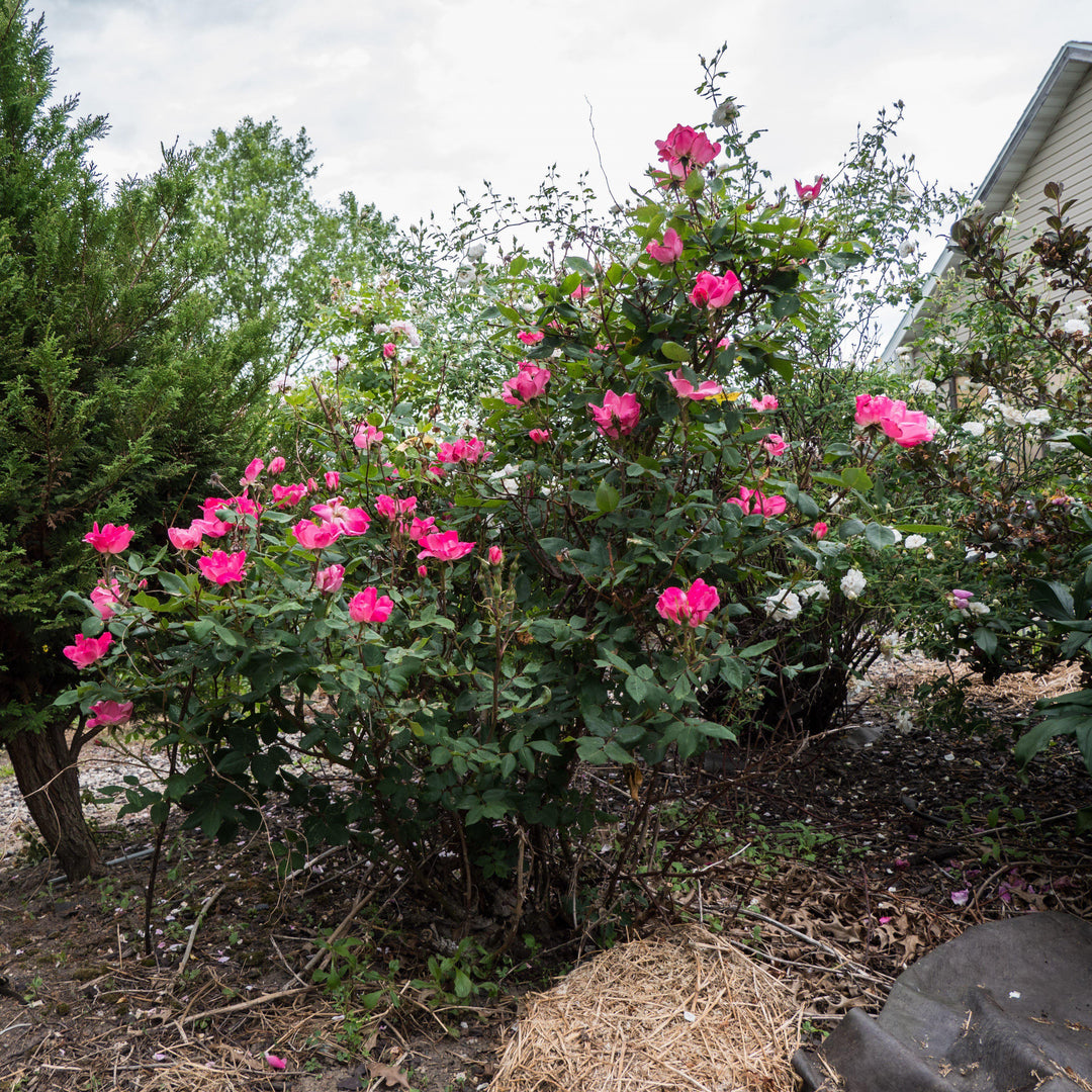 Rosa ‘Radcon’ PP#15,070 ~ Pink Knock Out® Rose