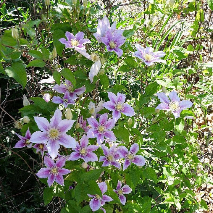 Clematis 'Little Duckling' ~ Piilu® Clematis