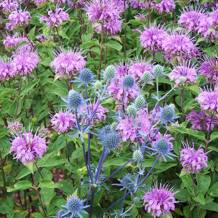 Monarda 'Blue Moon' ~ Sugar Buzz® Blue Moon Bee Balm