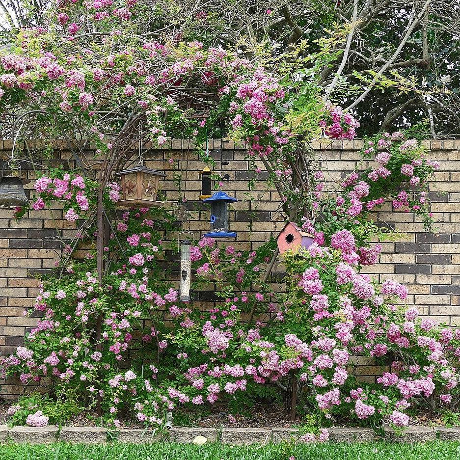 Rosa x 'Peggy Martin' ~ Peggy Martin Climbing Rose