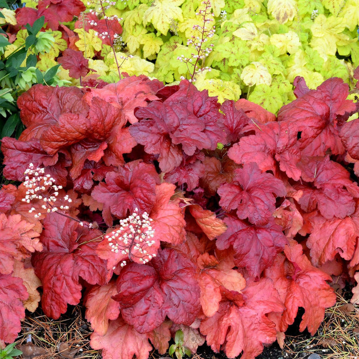 Heuchera x 'Fire Alarm' PP #24,525 ~ Fire Alarm Heuchera