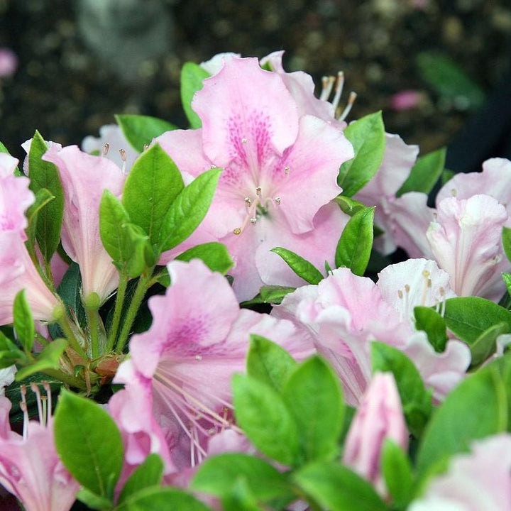 Rhododendron ‘Robleja’ ~ Encore® Autumn Sweetheart™ Azalea