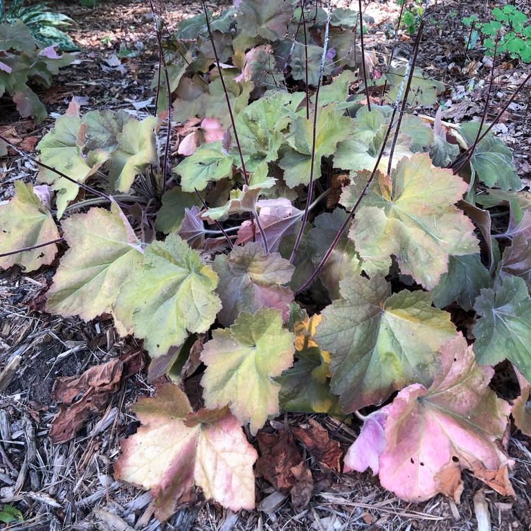 Heuchera 'Southern Comfort' ~ Southern Comfort Coral Bells, Heuchera