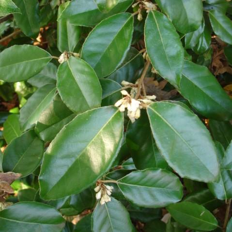 Elaeagnus x ebbingei ~ Ebbinge's Silverberry, Oleaster