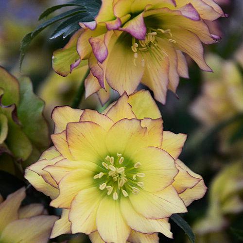 Helleborus 'Wedding Party Mix' ~ Wedding Party® Mix Lenten Rose