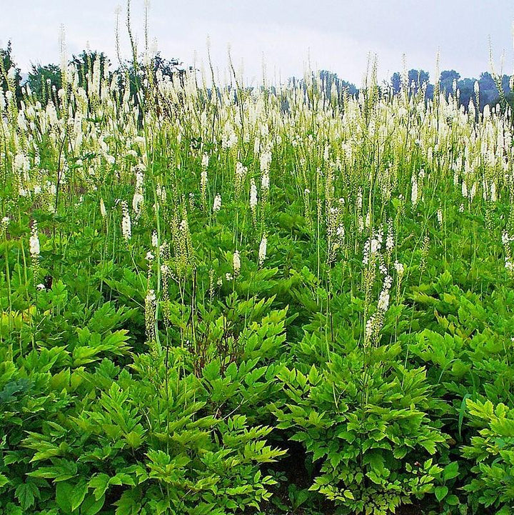 Actaea racemosa ~ Black Cohosh