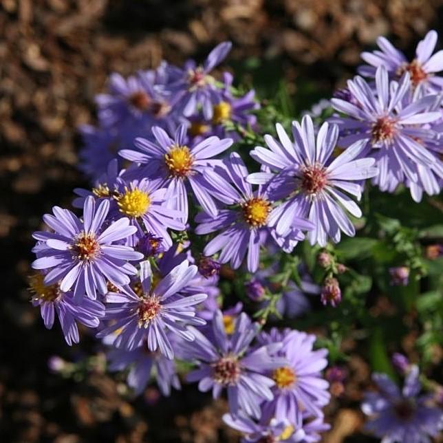 Aster laevis ~ Smooth Aster