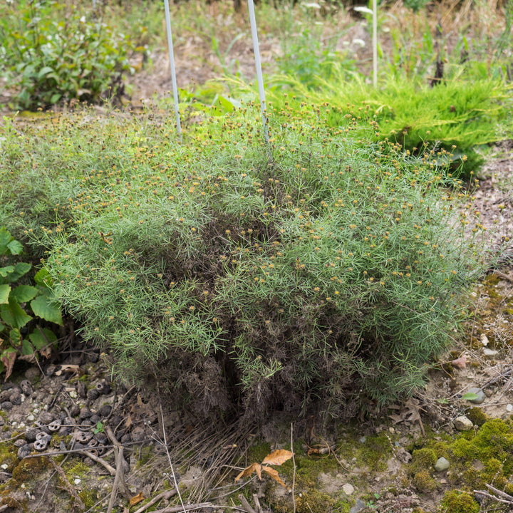 Coreopsis verticillata 'Moonbeam' ~ Moonbeam Threadleaf Coreopsis