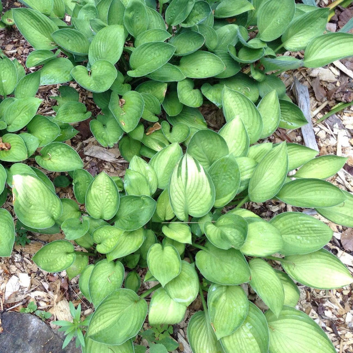 Hosta x 'Gold Standard' ~ Gold Standard Hosta