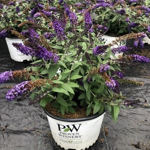 Buddleia davidii 'SMNBDBT' PP#28,794 ~ Pugster Blue® Dwarf Butterfly Bush