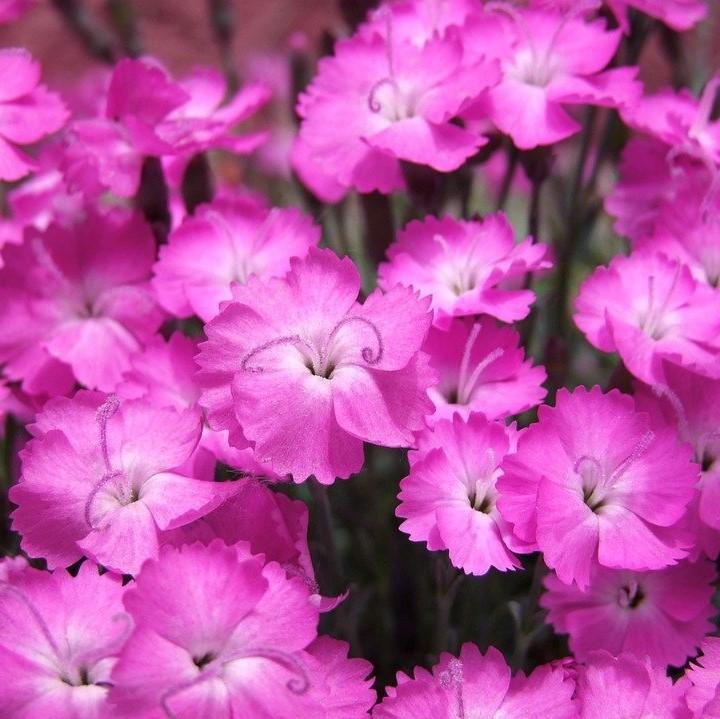 Dianthus 'Kahori' ~ Kahori Dianthus, Carnation